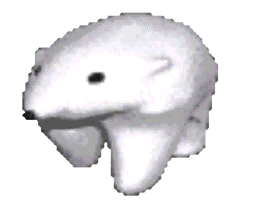 bouncing rat